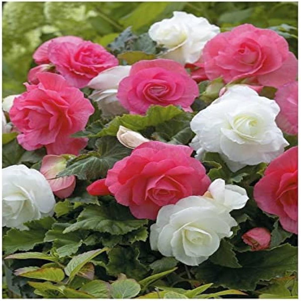 Mixed Begonia Semperflorens Flower Seeds