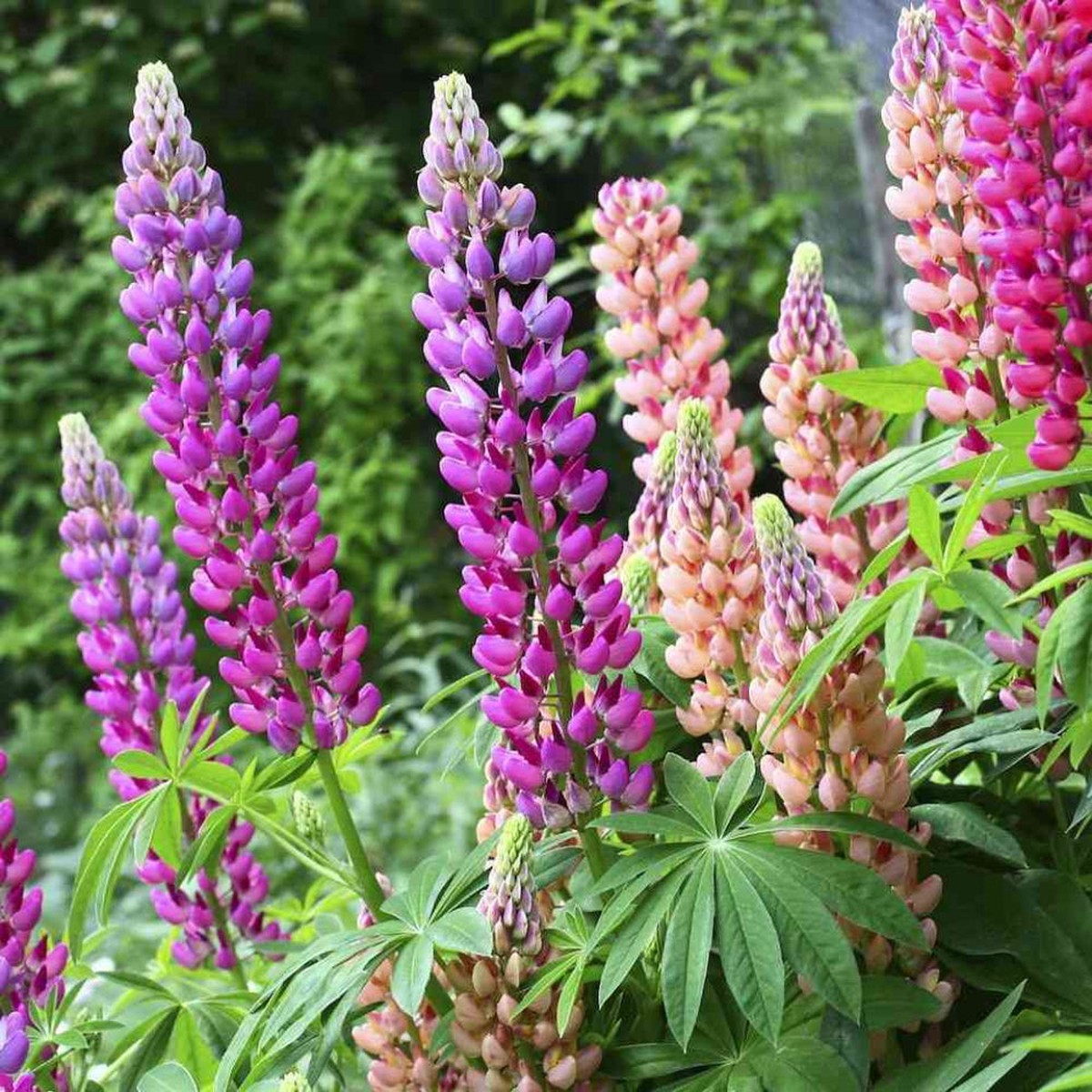 Mixed Lupine Flower Seeds for Planting Heirloom, Non-GMO, Easy to Grow, Perennial