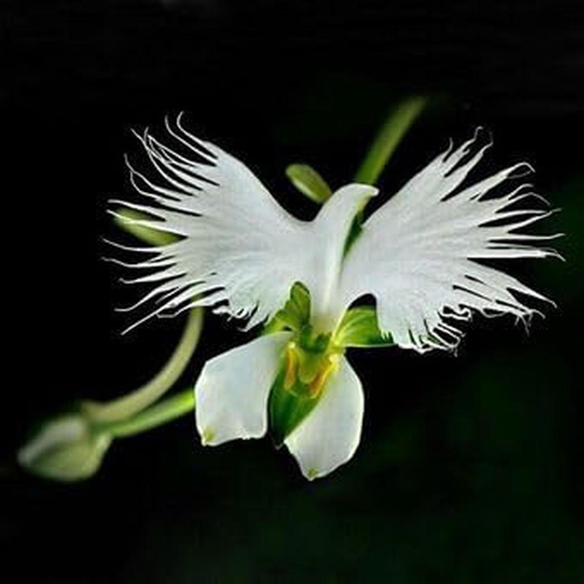 Organic Japonesa Garza Flores Flower Seeds for Planting Heirloom, Non-GMO