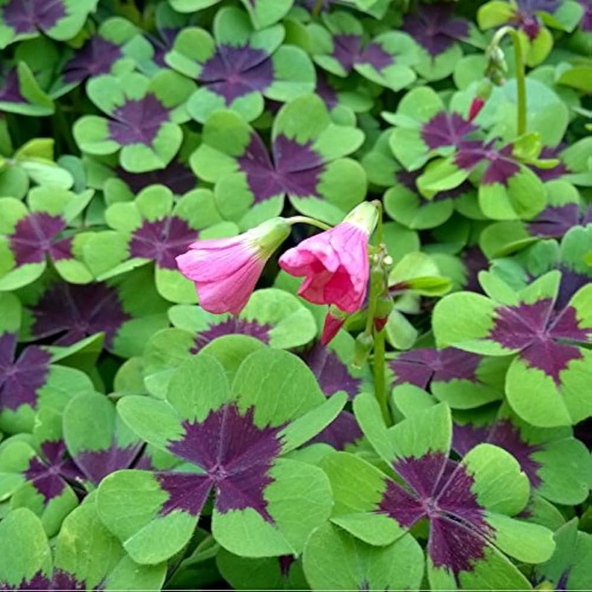 Oxalis Iron Cross Flower seeds for Planting Cottage Garden Essential Heirloom & GMO Free Seeds for Home Garden Sale