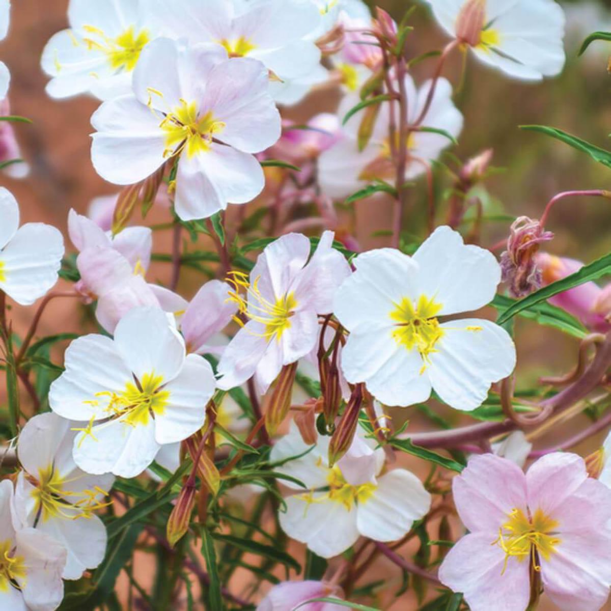 Pale Evening Primrose