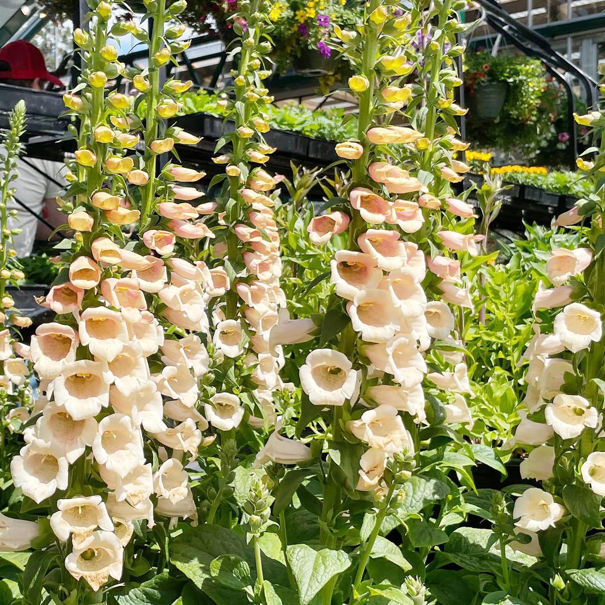 Peach Foxglove Flower Seeds for Planting  Heirloom, Non-GMO, Easy to Grow, Perennial Blooms