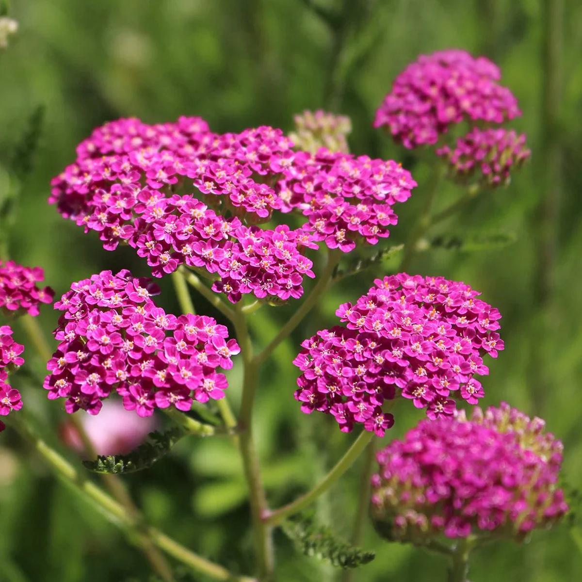 Pink Achillea Yarrow Flower seeds for Planting - Premium Quality, Heirloom & GMO Free Seeds for Home Garden