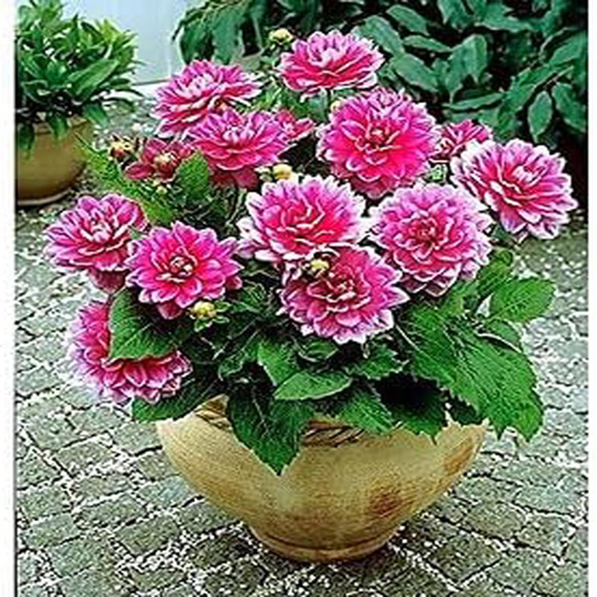 Pink Multi-Color Dahlia Flower Seeds for Planting Heirloom, Non-GMO, High Germination Garden Bloom Seed