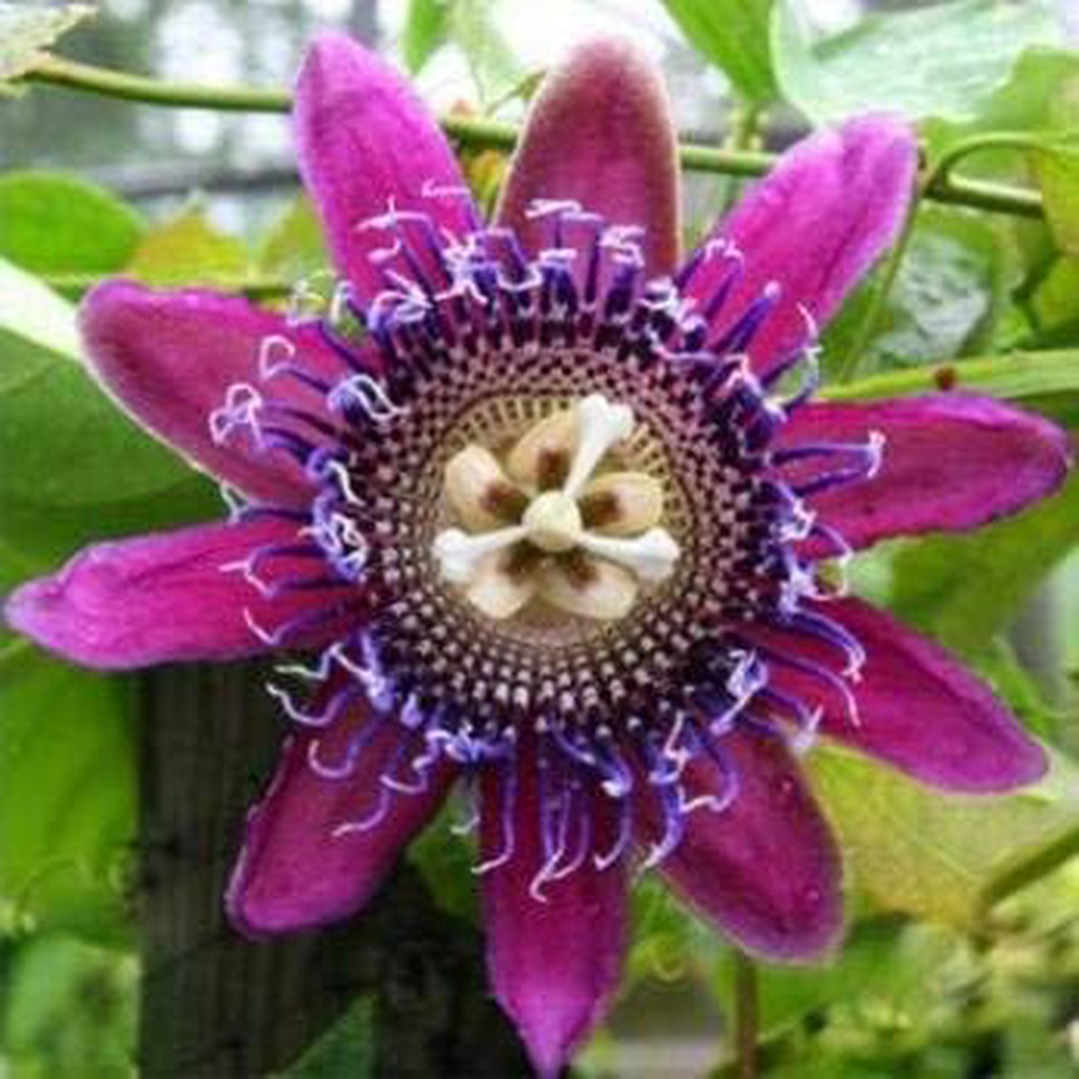 Pink Passion Flower Seeds  Heirloom Non-GMO, High Germination Organic Garden Seeds for Planting
