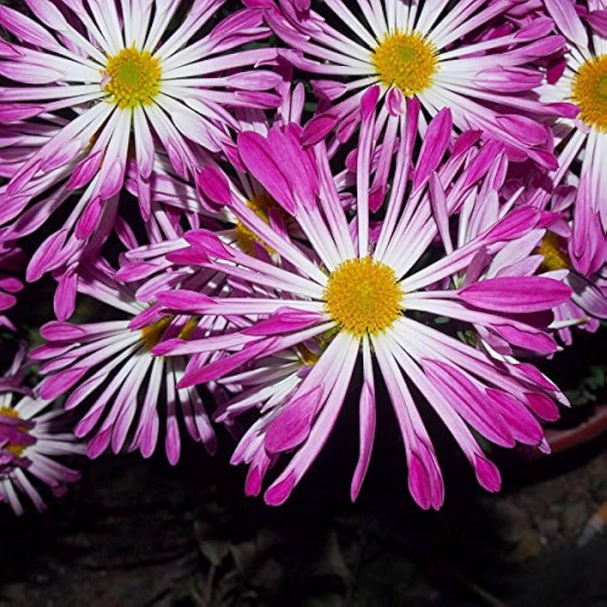 Pink Spoon Mum Flower Seeds for Planting | Heirloom Non-GMO High Germination Organic Garden Seeds