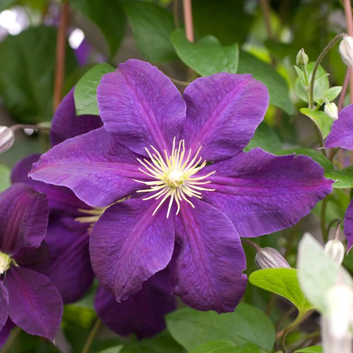 Purple Clematis Flower Seeds for Planting  Heirloom, Non-GMO, High Germination Organic Garden Seeds