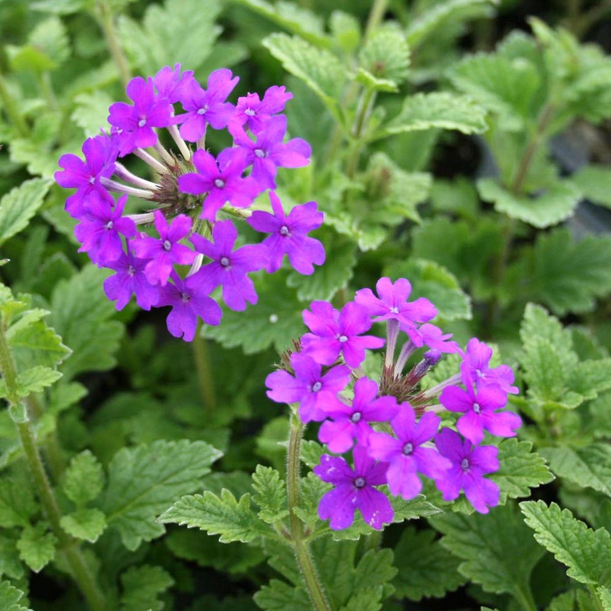 Purple Moss Verbena Flower seeds for Planting - Pollinator Friendly, Heirloom & GMO Free Seeds for Home Garden