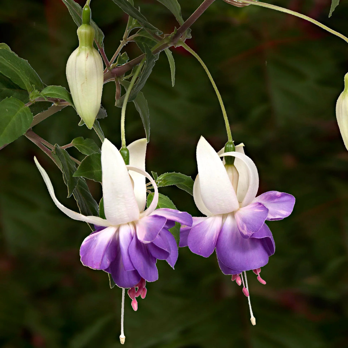 Purple White Fuchsias Flower Seeds for Planting Heirloom, Non-GMO, High Germination Garden Seeds
