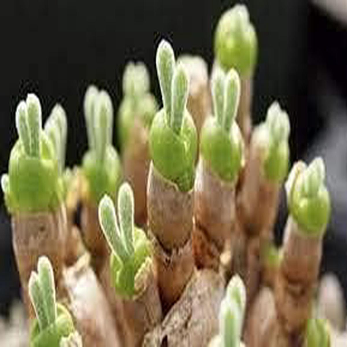 Rabbit Ears Succulent Plant Seeds for Planting  Heirloom, Non-GMO Decorative Garden Seeds