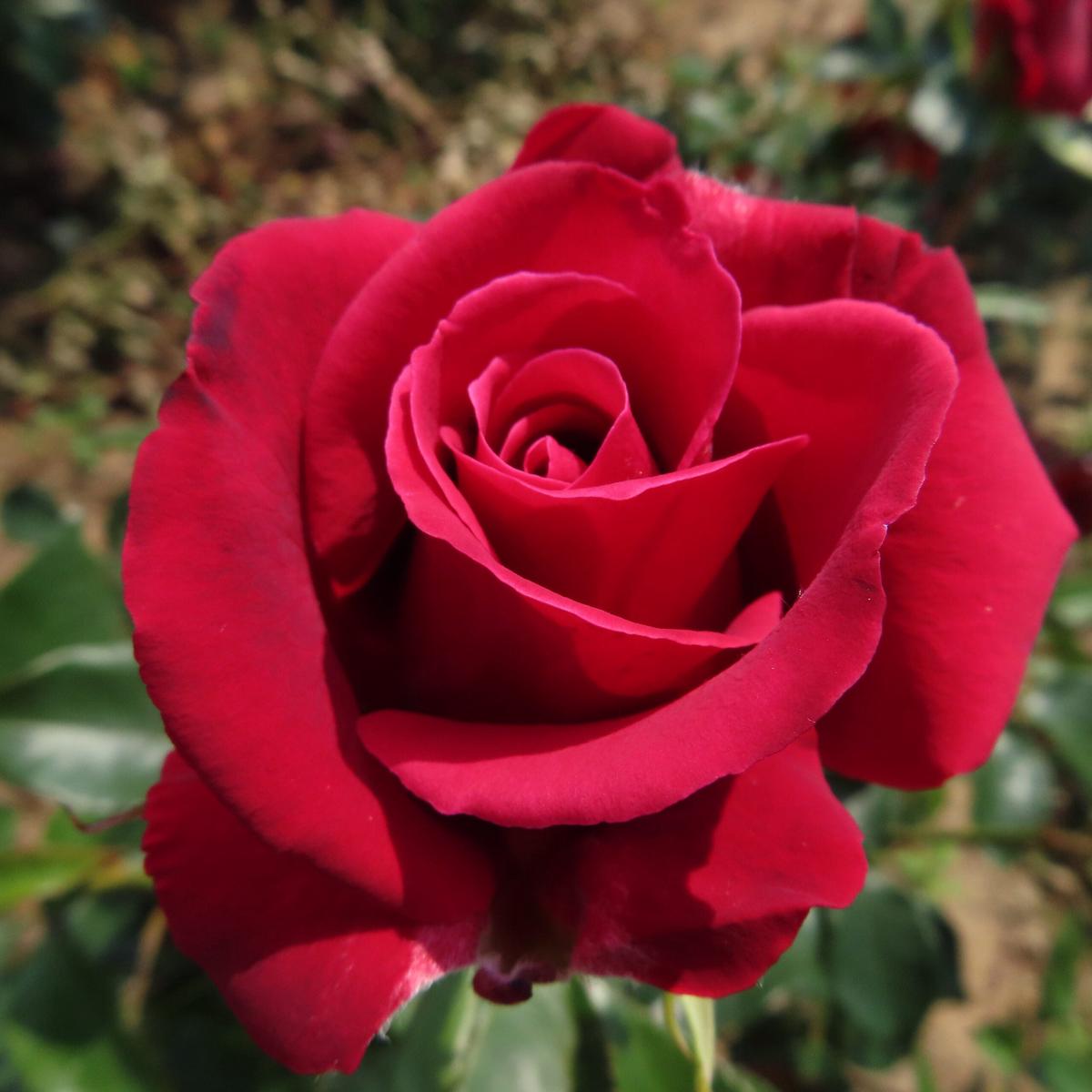 Red Thornless Rose Flower Seeds for Planting - Easy to Grow, Non-GMO, Heirloom Seeds