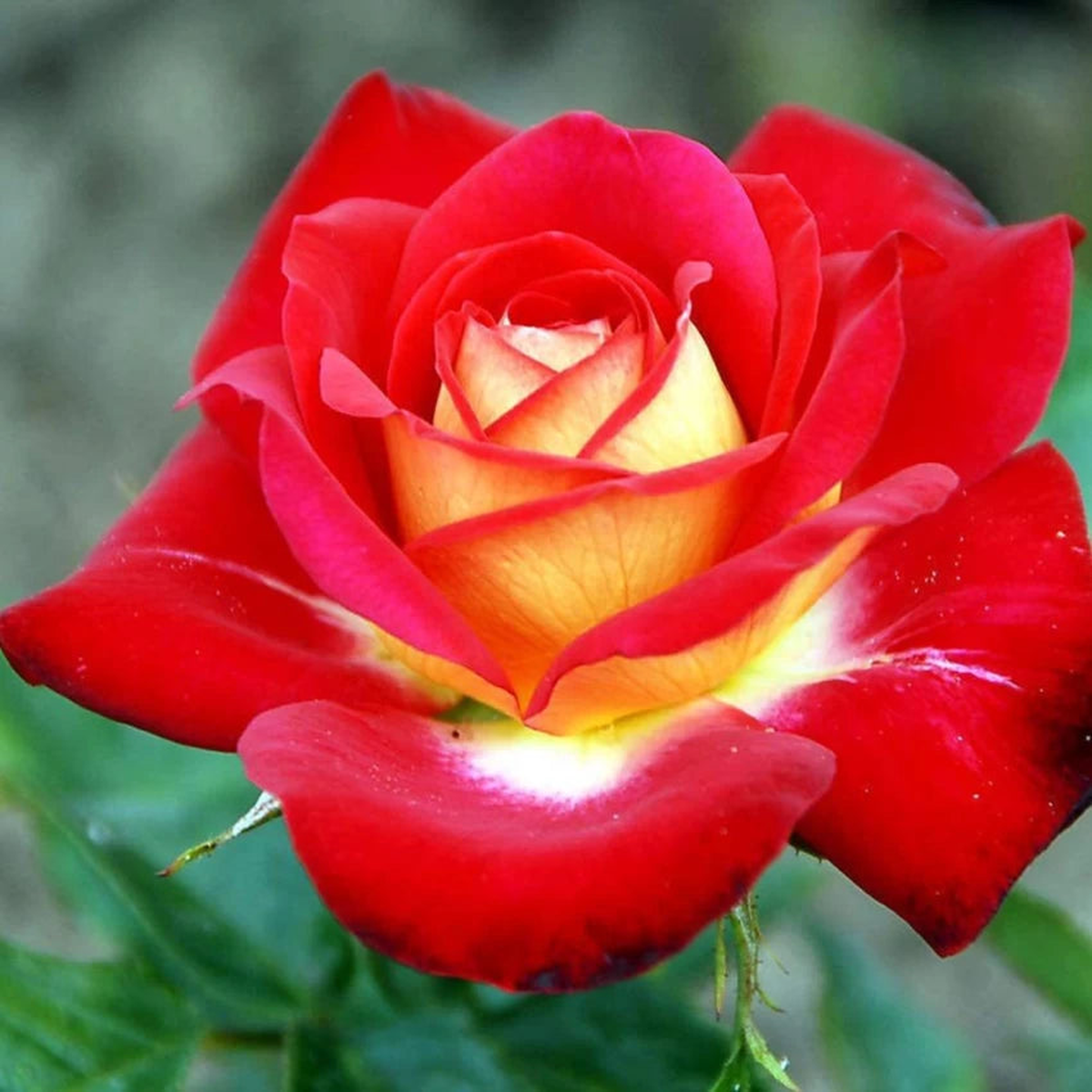 Red Yellow Multi-Color Rose Plant Seeds Heirloom Non-GMO Seeds for Planting, High Germination
