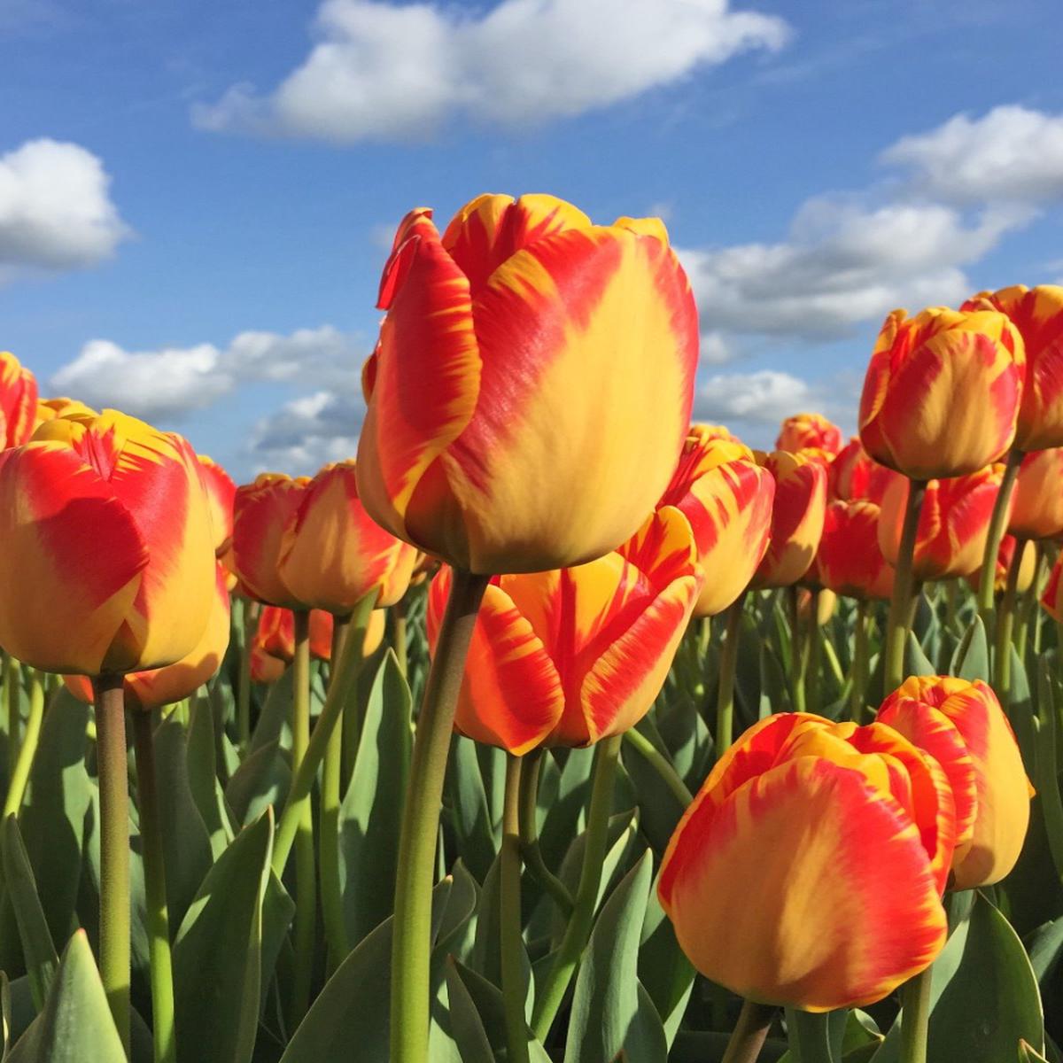 Red Yellow Tulip Flower Seeds for Planting  Heirloom, Non-GMO, High Germination Vibrant Garden Seeds
