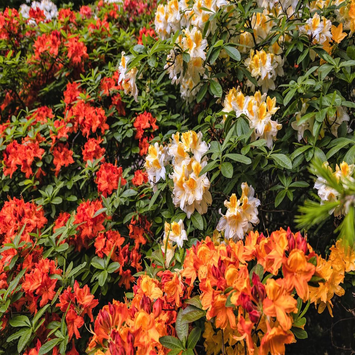 Rhododendron Flower Seeds for Planting Mixed Colors Heirloom Non-GMO, High Germination Organic Garden Seeds