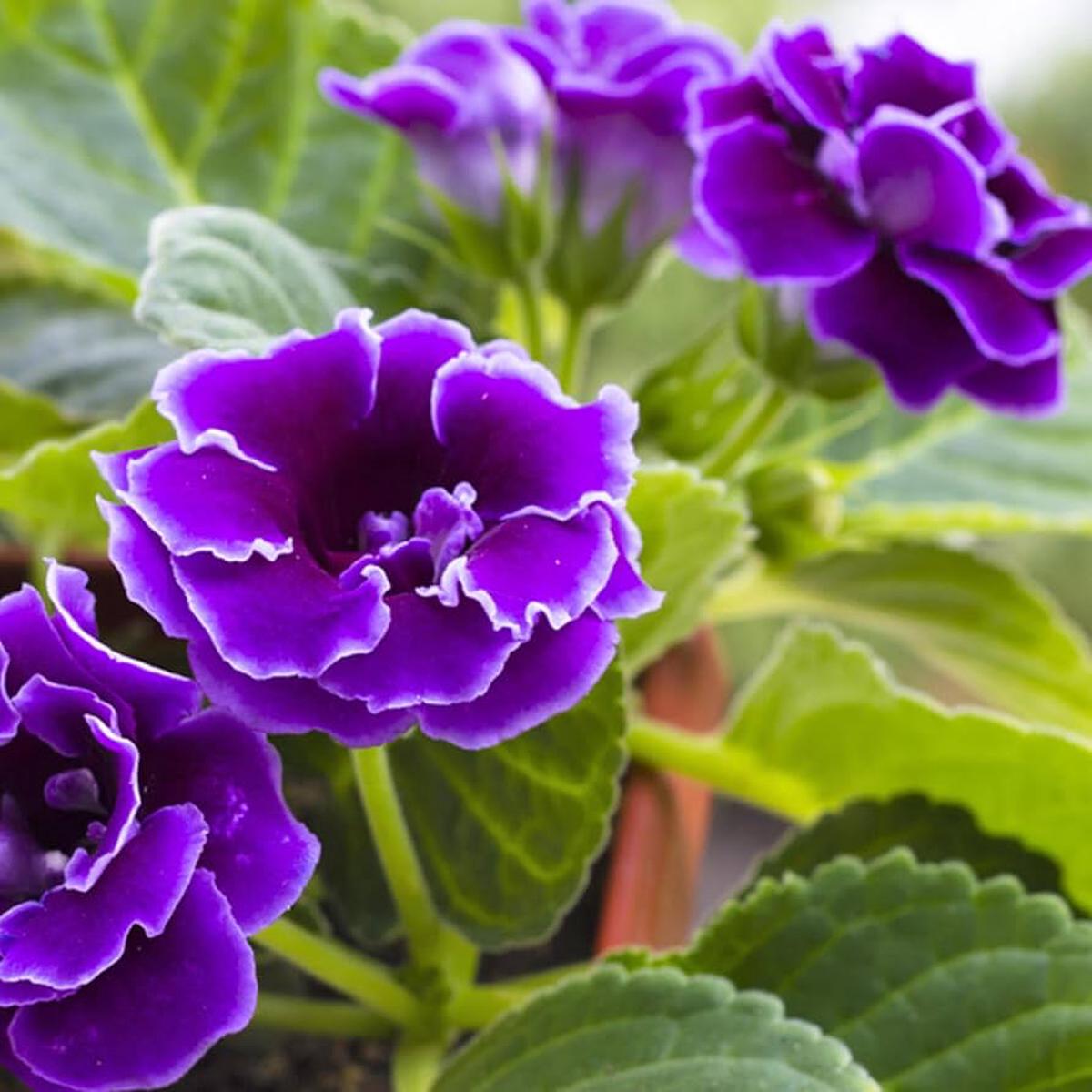 Sinningia Flower seeds for Planting Compact Growth Heirloom & GMO Free Seeds for Home Garden   Sale