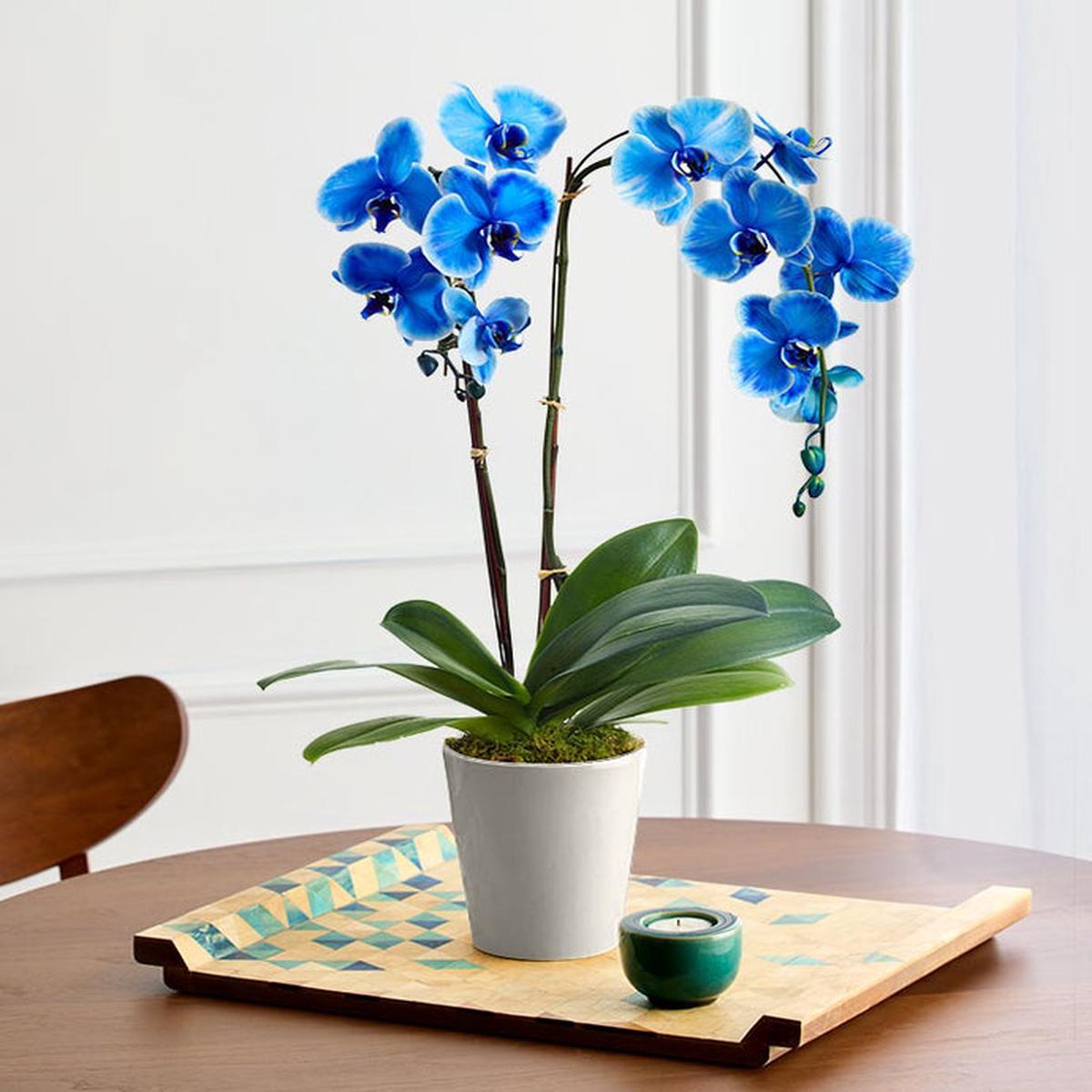 Sky Blue Phalaenopsis Flower Seeds for Planting  Heirloom, Non-GMO, High Germination Garden Seeds