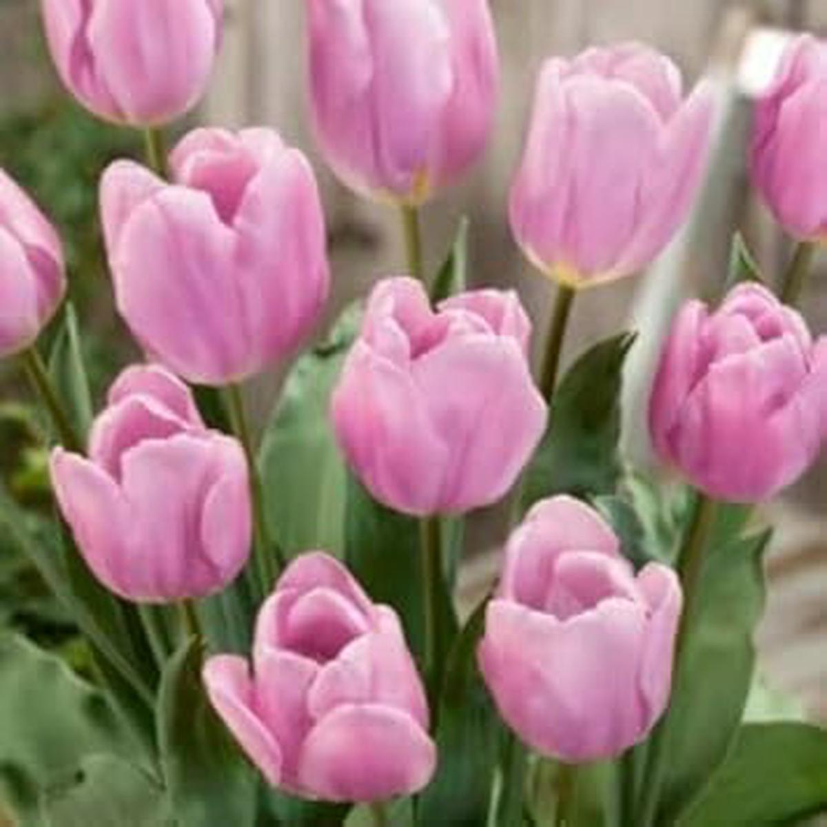 Tulip Flower Seeds for Planting Pollinator Friendly, Heirloom, GMO Free Organic Garden Seeds