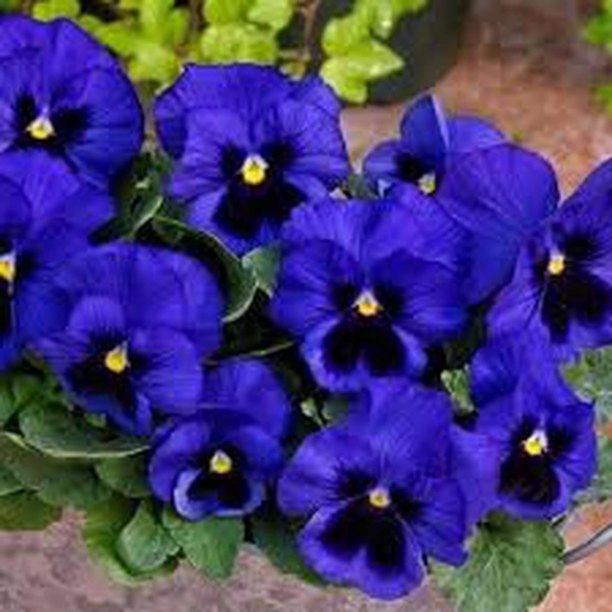 Violet Blue Pansy Flower Seeds for Planting Heirloom, Non-GMO, High Germination Garden Favorite