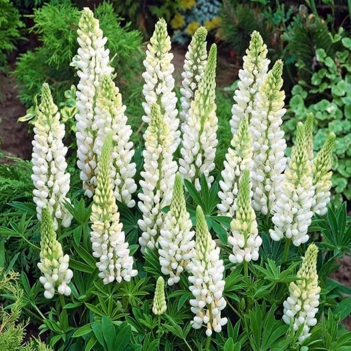 White Lupin Lupinus Polyphyllus Russell Flower For Planting Perfect For Cottage Garden Vertical
