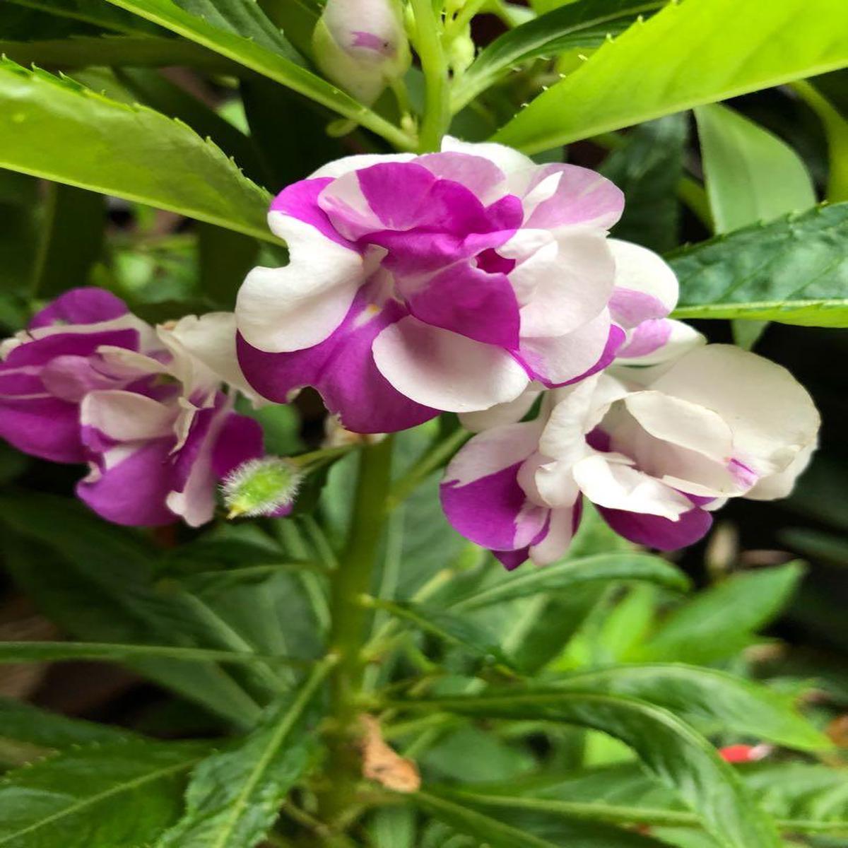 White Violet Balsam Flower Seeds for Planting  Fragrant Blossoms, Heirloom & Non-GMO Seeds for Home Garden