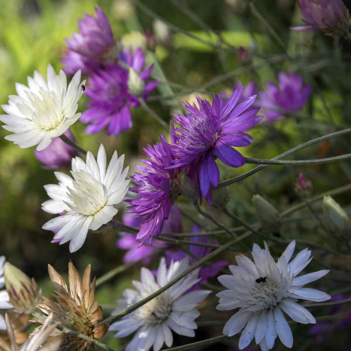 Xeranthemum Annuum Flower Seeds for Planting Heirloom Non-GMO, High Germination Organic Garden Seeds