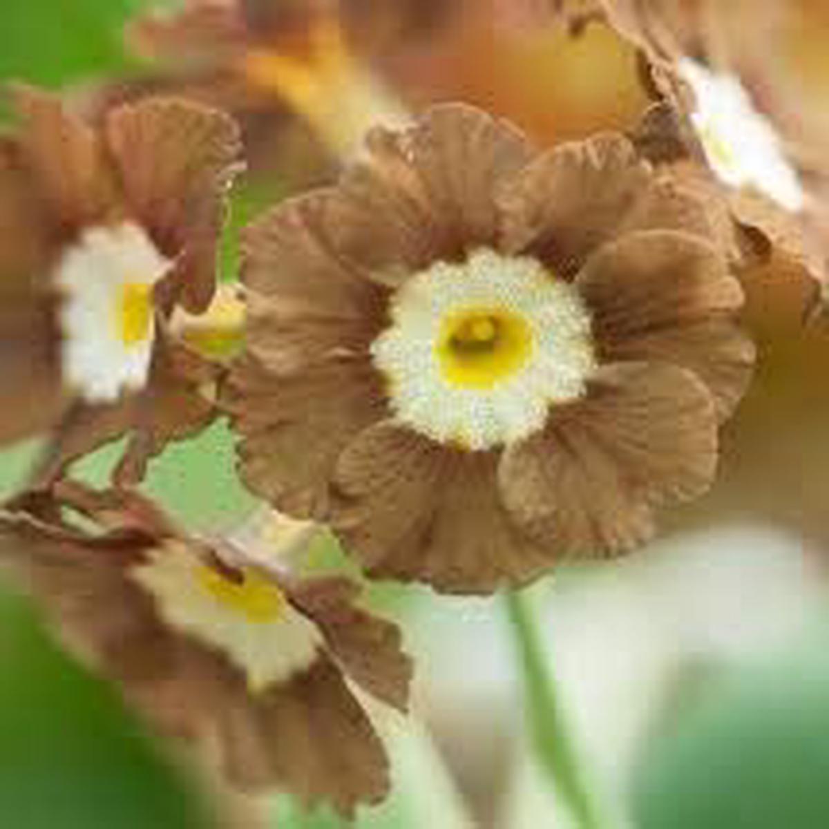 Yellow Brown Primula Seeds for Planting Organic Heirloom Non-GMO High Germination Flower Seeds