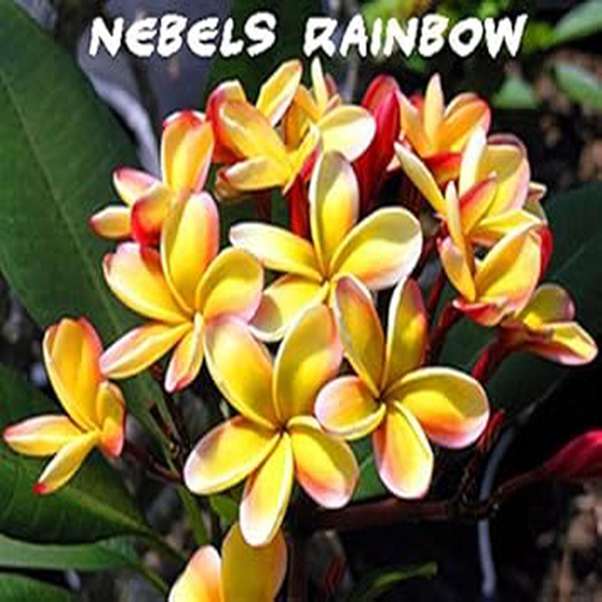 Yellow Frangipani Flower seeds for Planting - Seasonal Bloomer, Heirloom & GMO Free Seeds for Home Garden