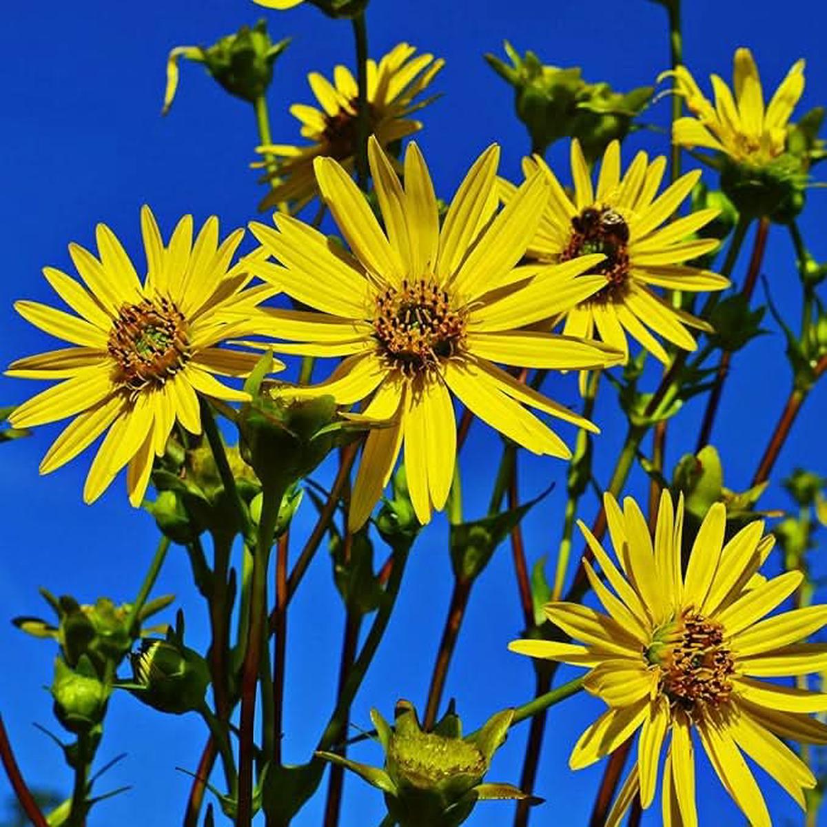 Yellow Silphium Silphium Plant Flower Seeds for Home Garden Planting, Exotic Organic Blooming