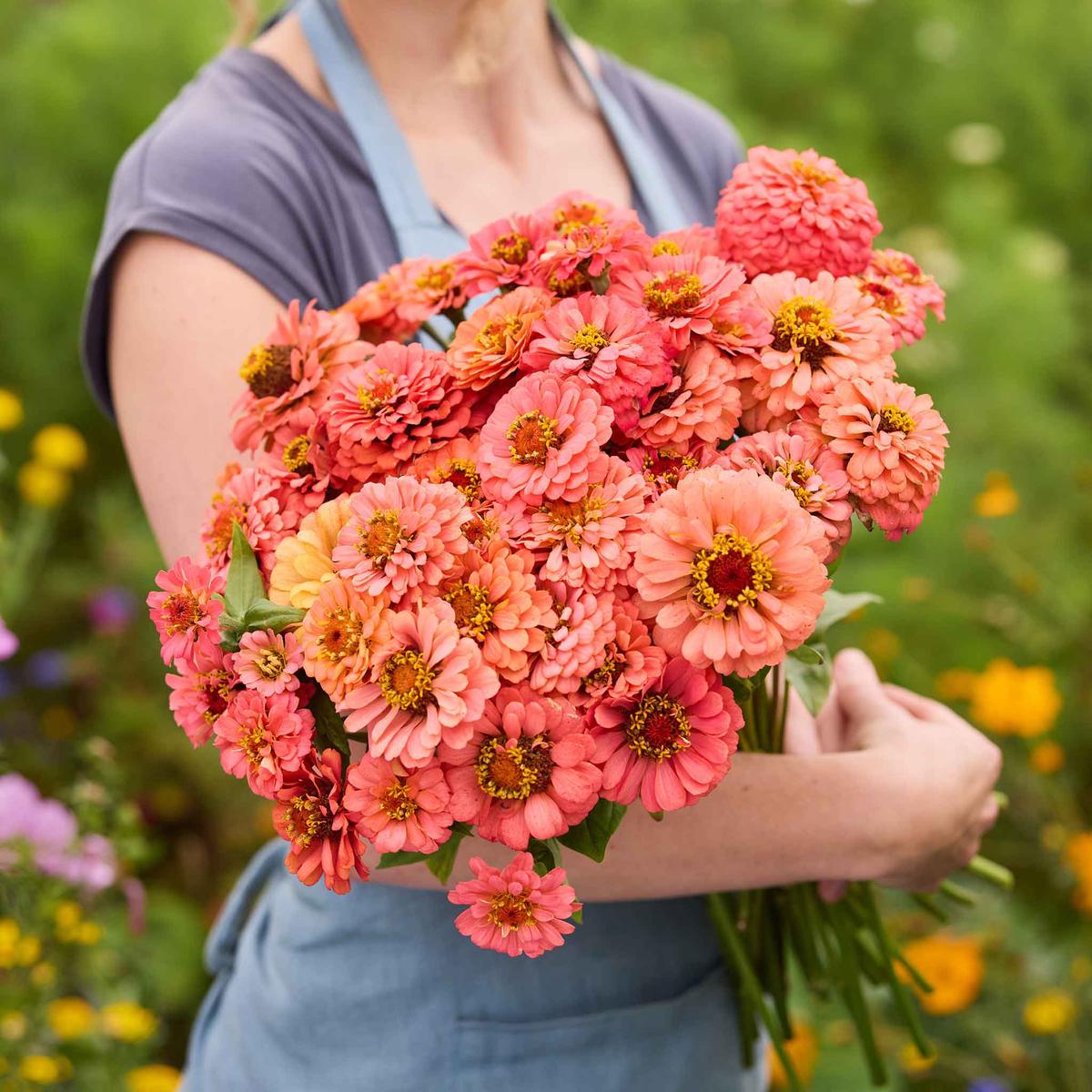 Zinnia Seeds - Benary's Giant Coral
