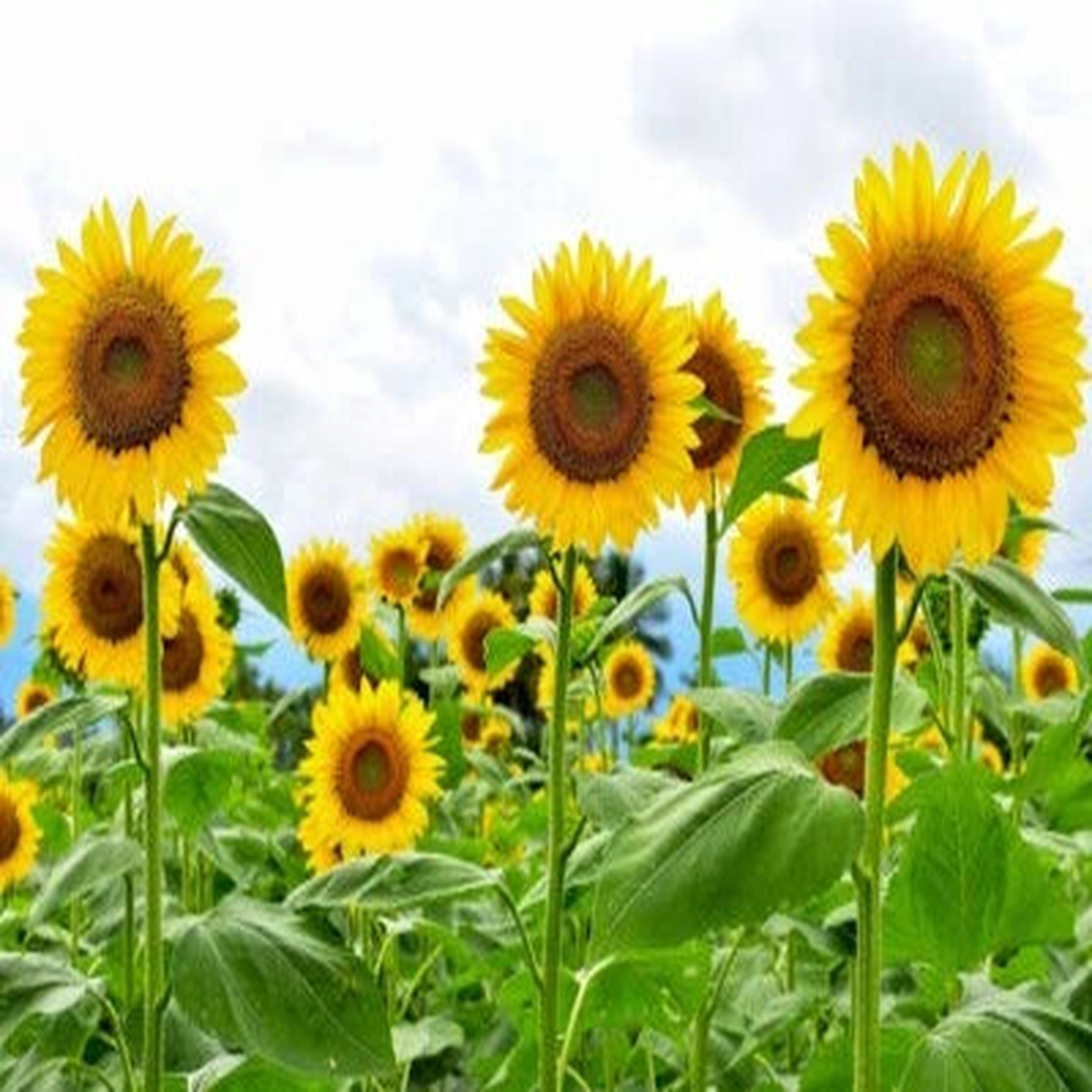 1LB Giant Sunflower Seeds for Planting Heirloom & Non-GMO High Germination Seeds