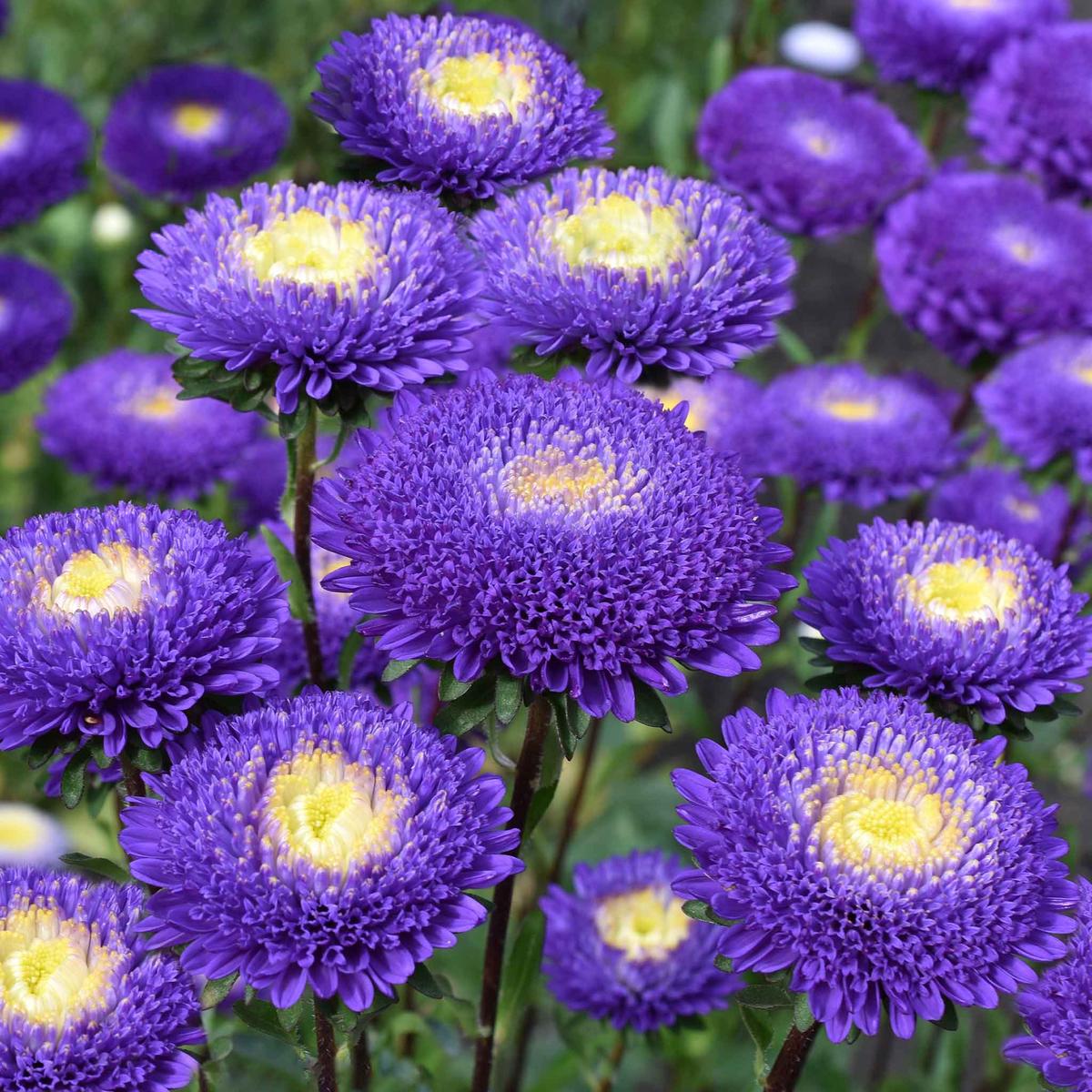 Aster Seeds (Pompon) - Blue and White