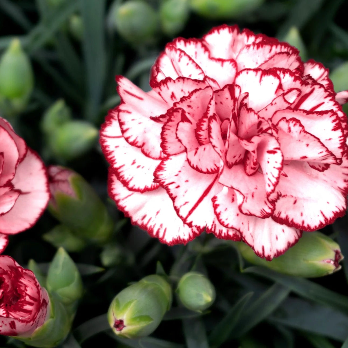 Avranchin Red & White Carnation Flower Seeds  Heirloom, Non-GMO, Easy to Grow, Perennial