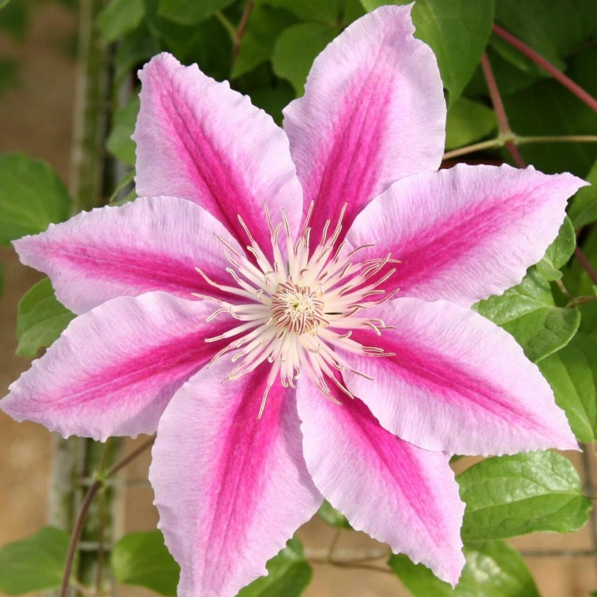 Beautiful Rare Pink Clematis Seeds Perennial Flowers Bloom Seed Shipping Heirloom, Non-GMO, High Germination Organic Garden Seeds