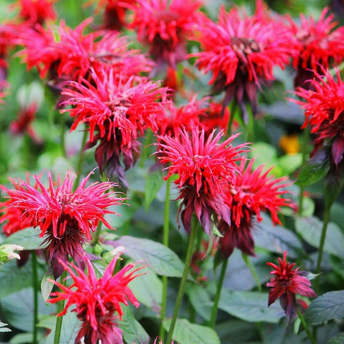 Beebalm Seeds for Planting Monarda didyma for pollinator gardens and wildflower beds