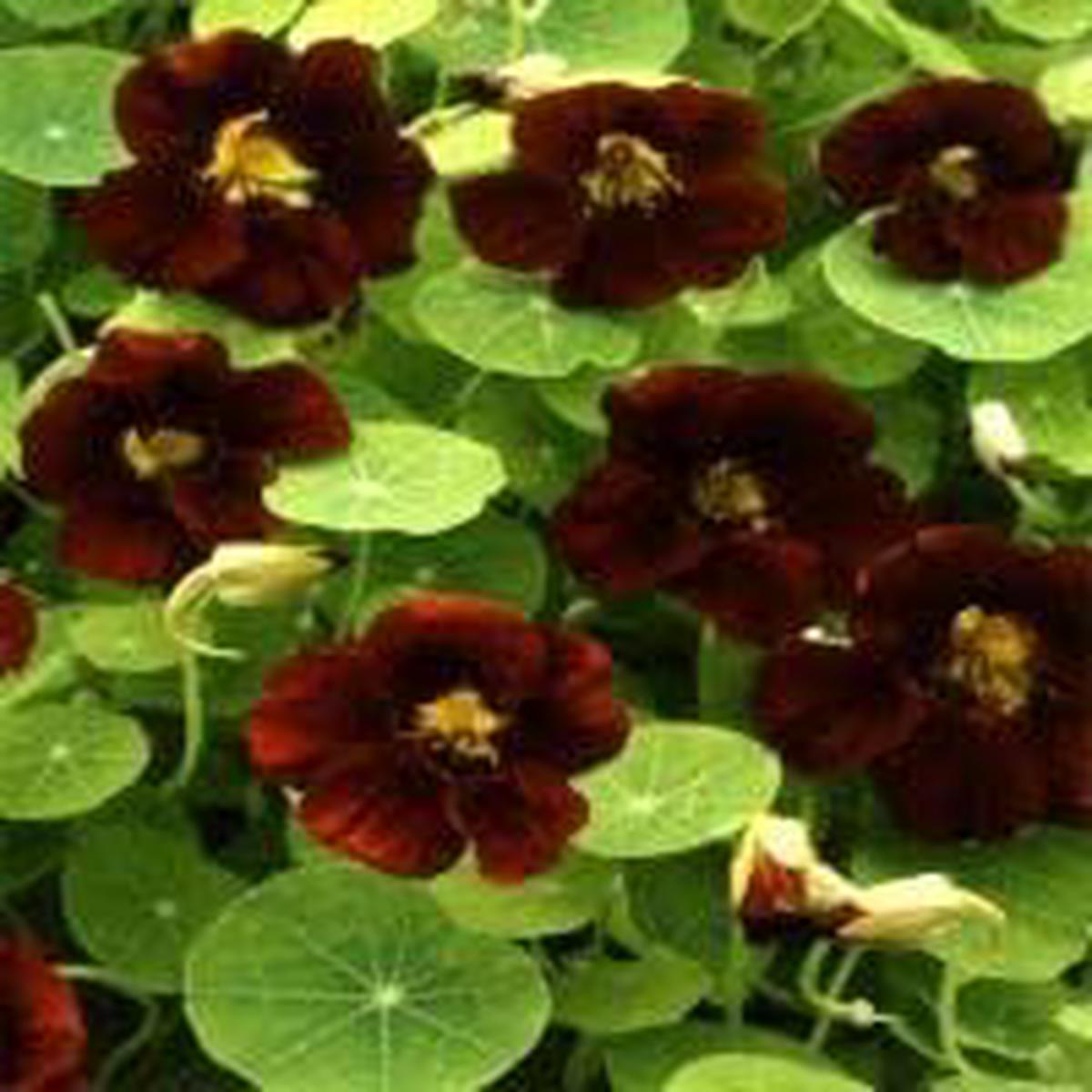 Black Nasturtium Flower seeds for Planting Cut Flower Favorite Heirloom & GMO Free Seeds for Home Garden