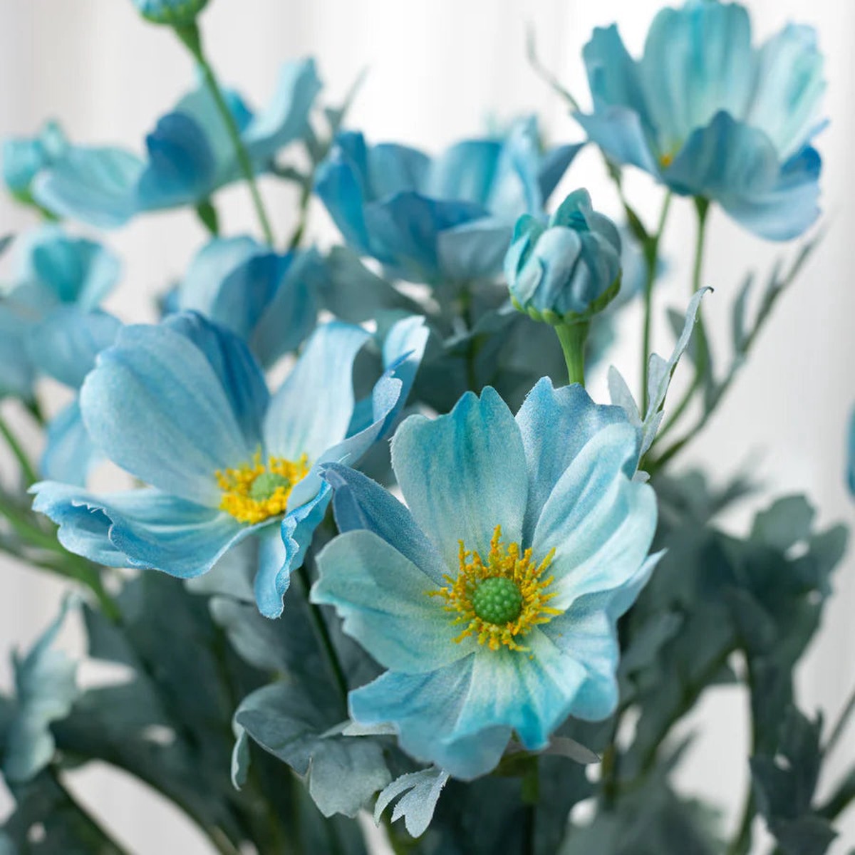 Blue Teal Cosmos Bush Flower For Planting Non Gmo Heirloom Garden Flower Seeds for Home Garden