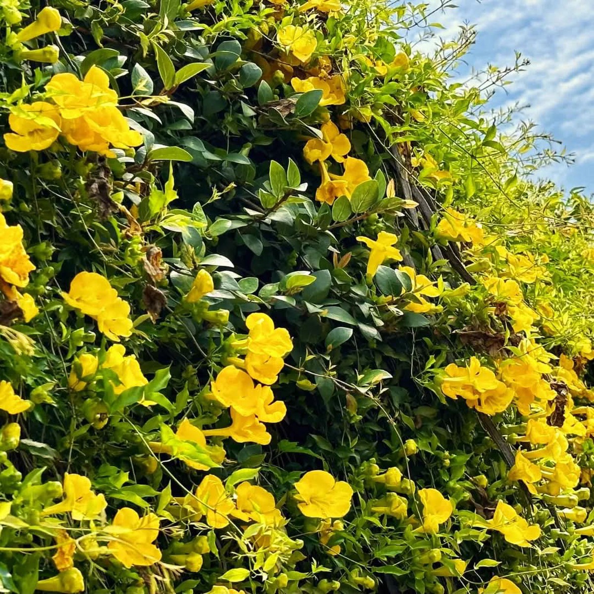 Dolichandra Flower Seeds for Planting Fast-Growing Climbing Ornamental Blooms
