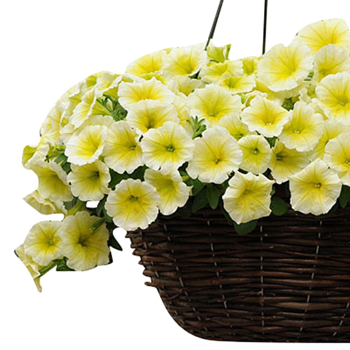 Easy Wave Yellow Petunia Hybrid Seeds  Vibrant, Spreading Blooms for Containers