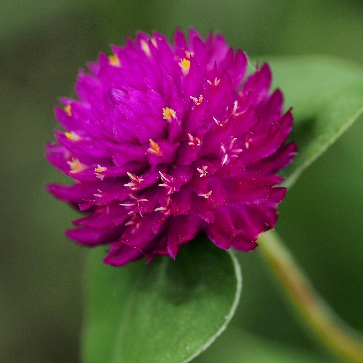 Globe Amaranth (Gomphrena globosa) Flower Seeds Heirloom, Non-GMO, Long Blooming, Annual