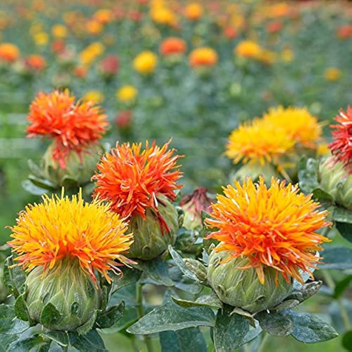 Mixed Carthamus Flower For Planting Flower Seeds for Home Garden Planting, Landscape Organic