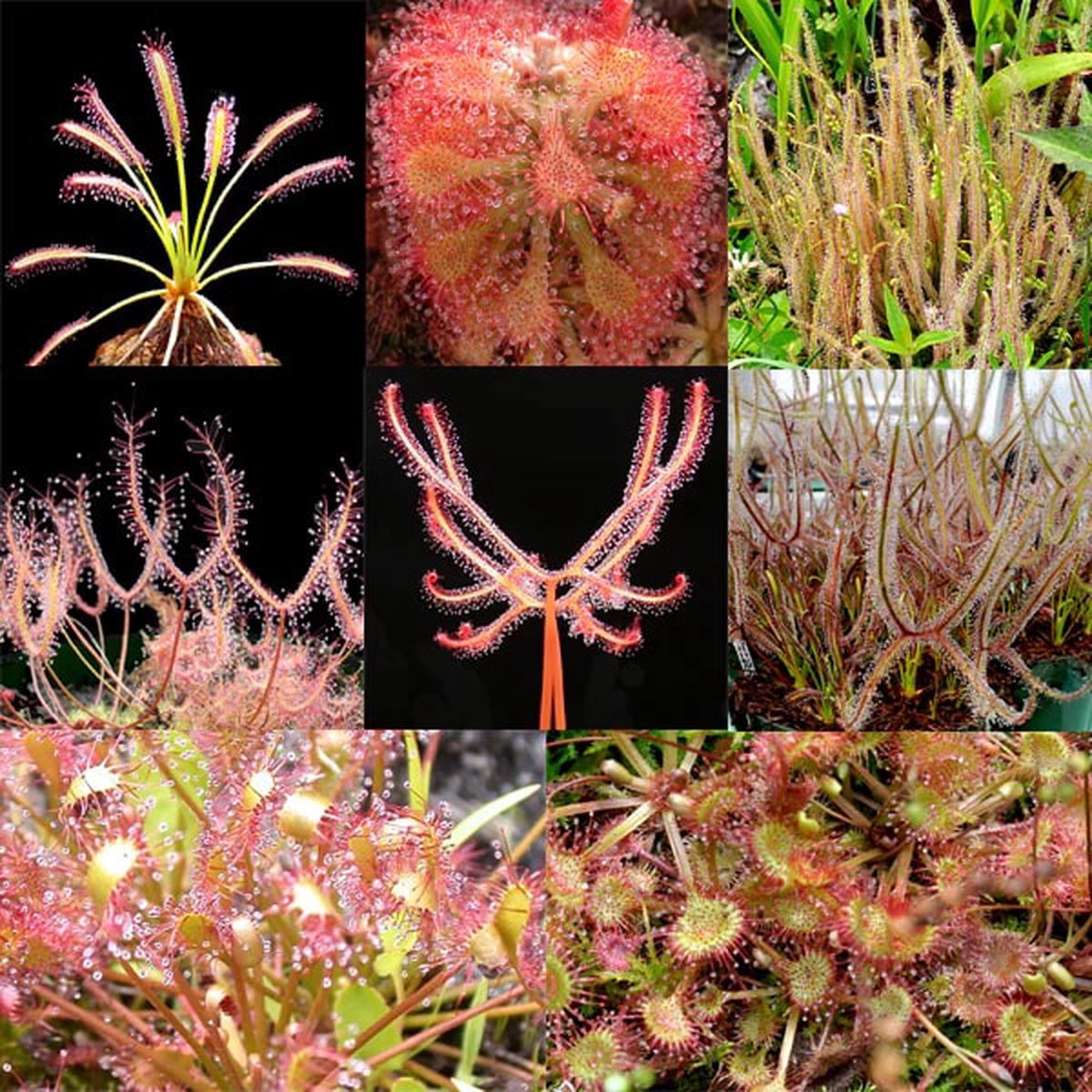 Mixed Sundew Seeds for Planting  Heirloom, Non-GMO, Long Bloom Season, High Germination