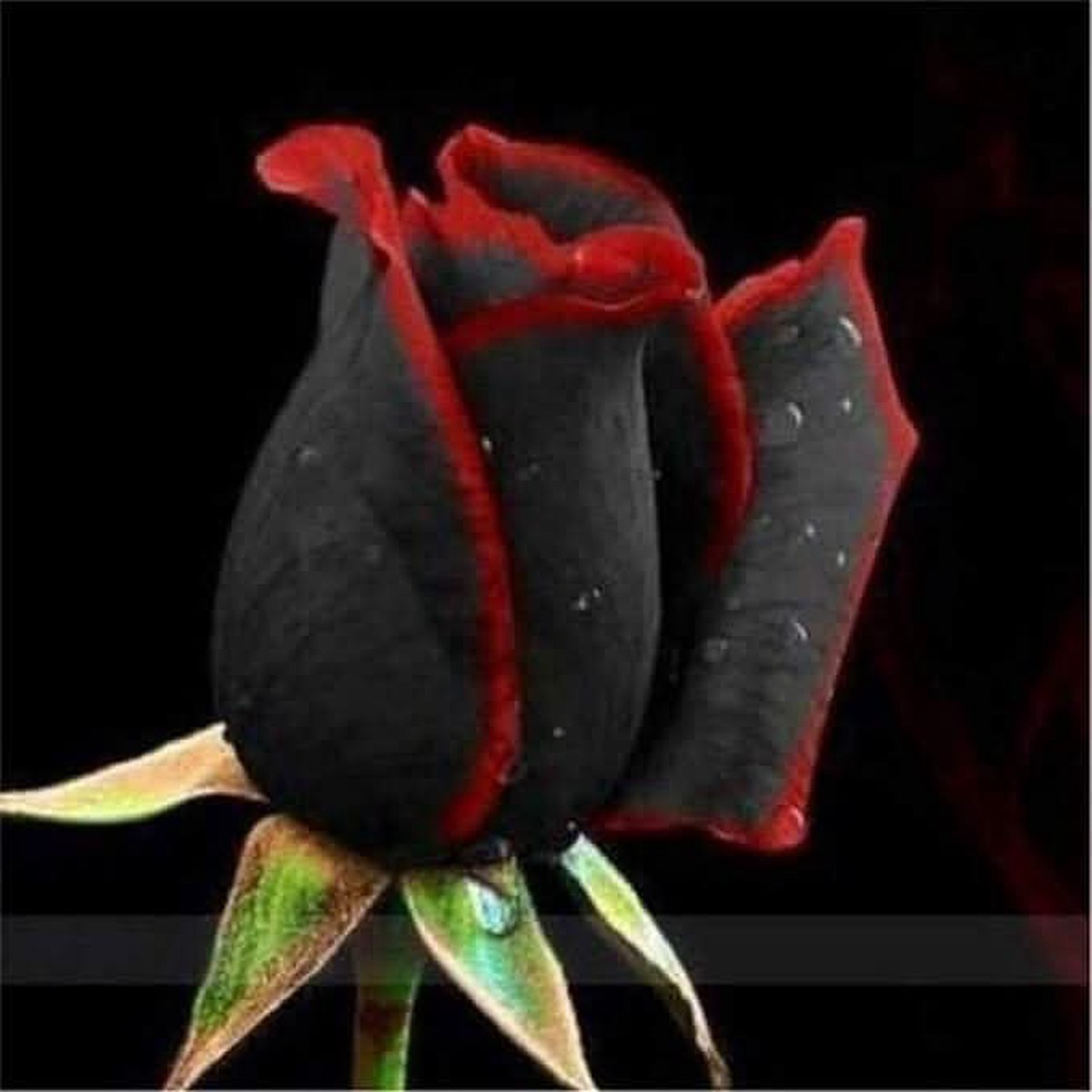 Multicolored Rose Rare Perennial Flower For Home Garden Flower Seeds for Home Garden Planting,