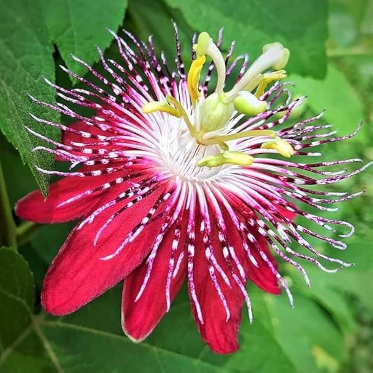 Passion Flower seeds for Planting - Pollinator Friendly, Heirloom & GMO Free Seeds for Home Garden