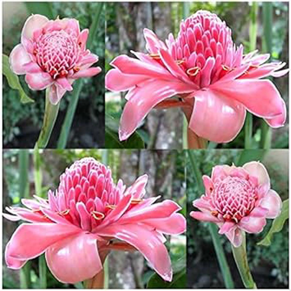 Pink Torch Ginger Flower Seeds for Planting  Heirloom, Non-GMO, High Germination Organic Garden Seeds