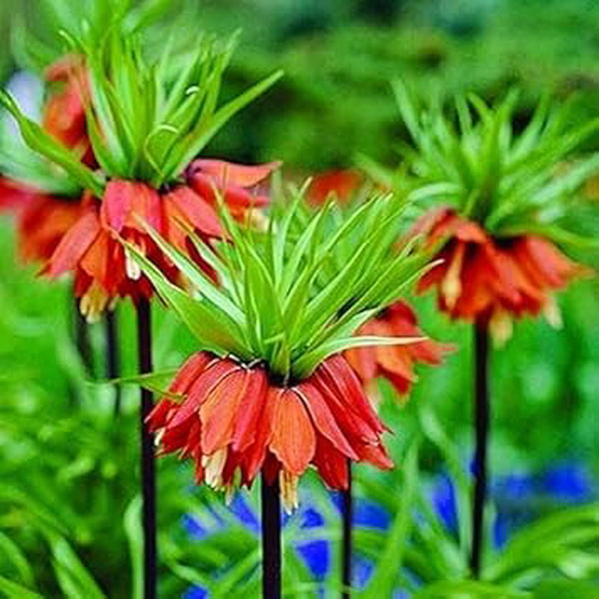 Red Crown Imperial Fritillaria Flower Seeds, Heirloom Non-GMO Blooms for Elegant Spring Garden Planting