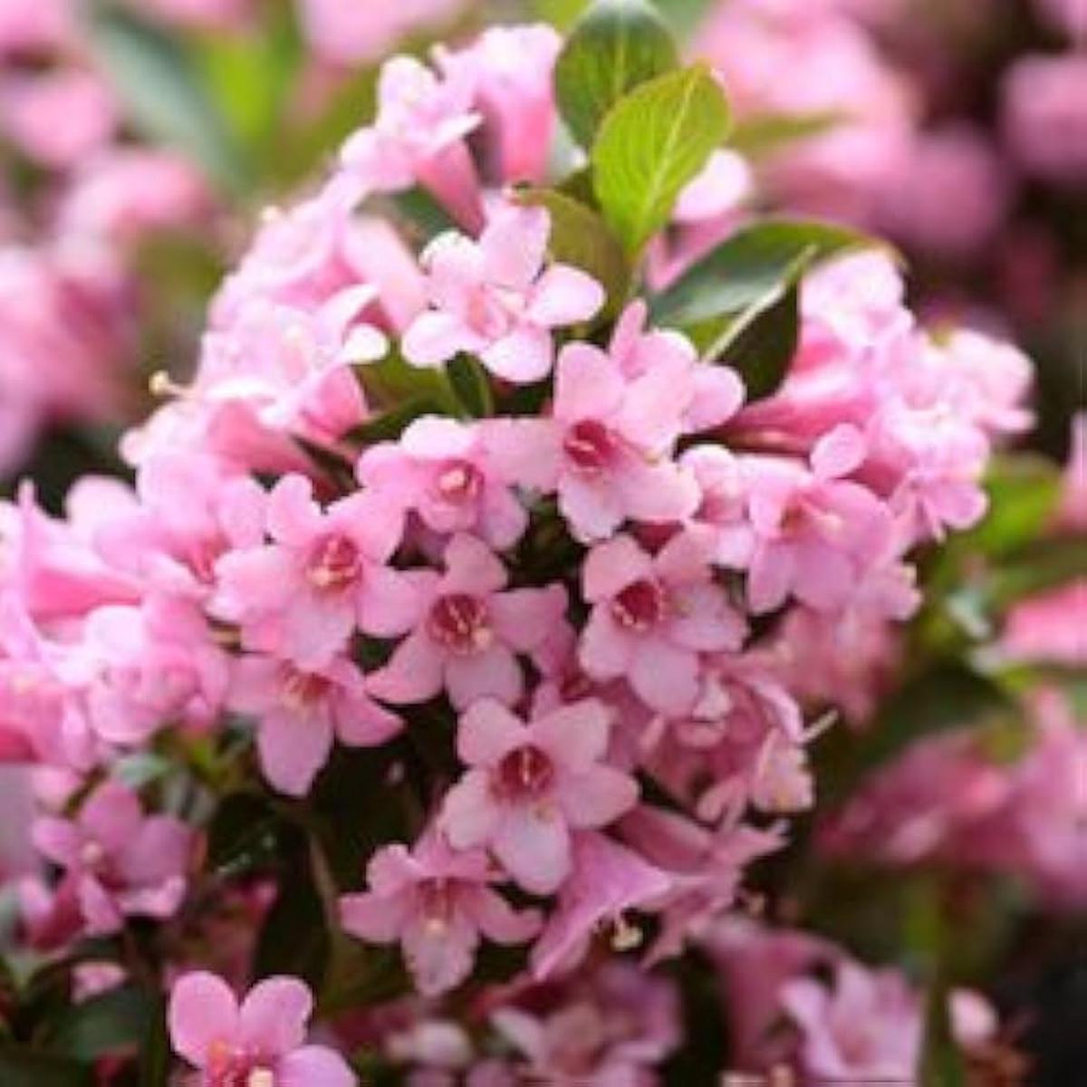 Weigela Florida Bush Seeds Altmodische Flowering Shrub Variety