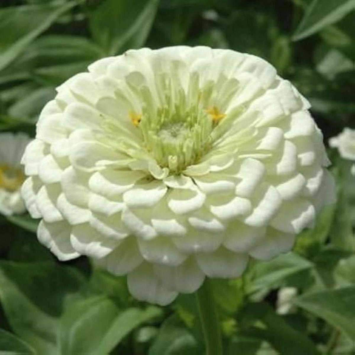 White Green Zinnia Flower For Planting Vibrant Non Gmo Heirloom Garden Flower Seeds for Home Garden
