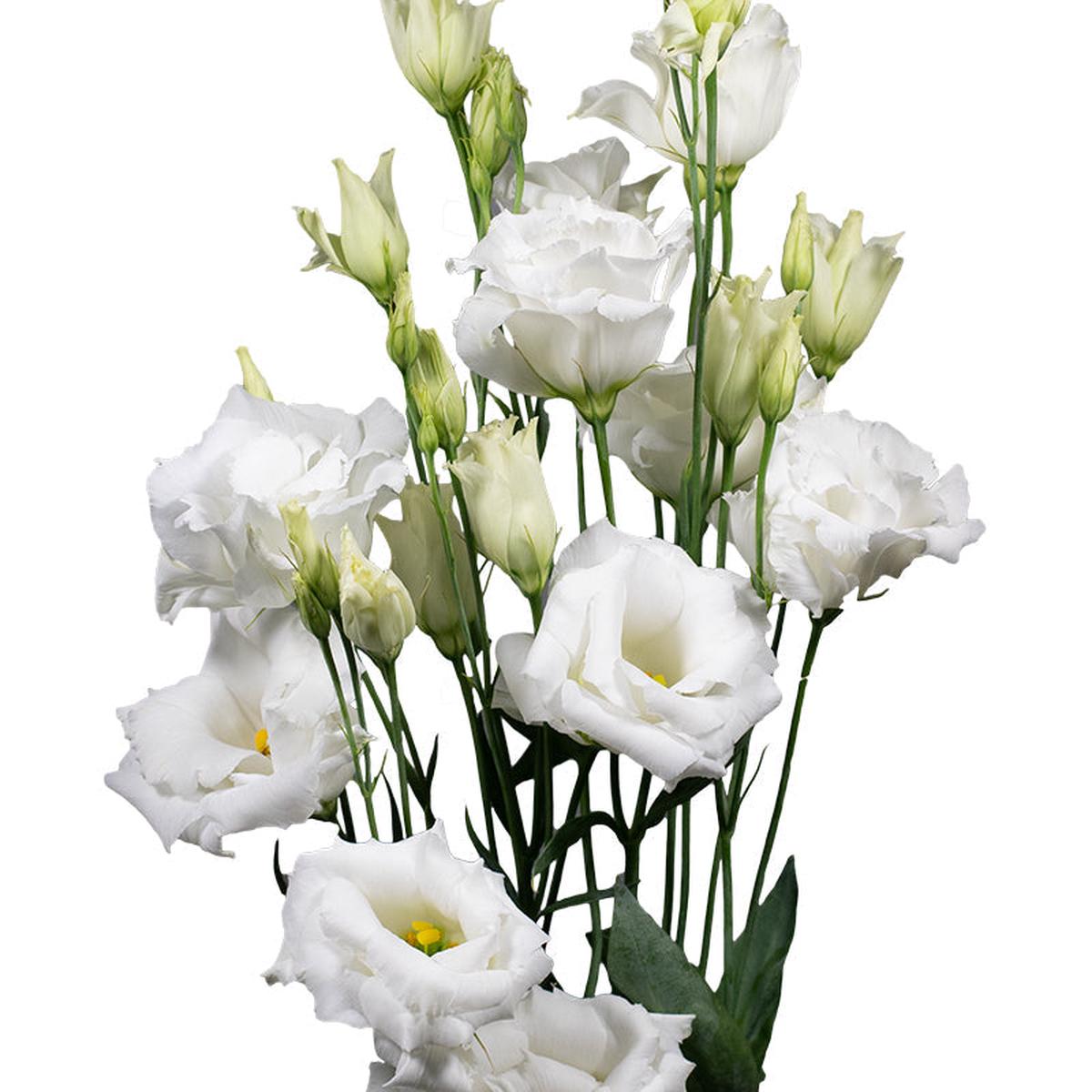 White Lisianthus Echo Flower Seeds Heirloom, Non-GMO, High Germination Organic Garden Seeds