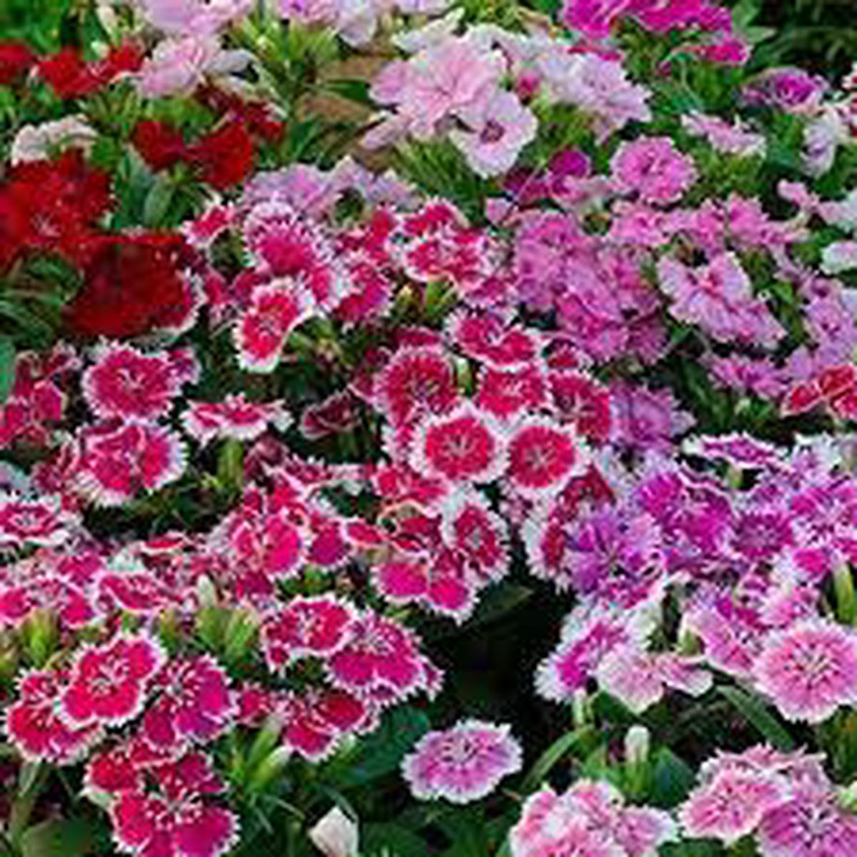 White Mix Dianthus Flower Seeds  Heirloom, Non-GMO, Drought-Tolerant Organic Garden Seeds