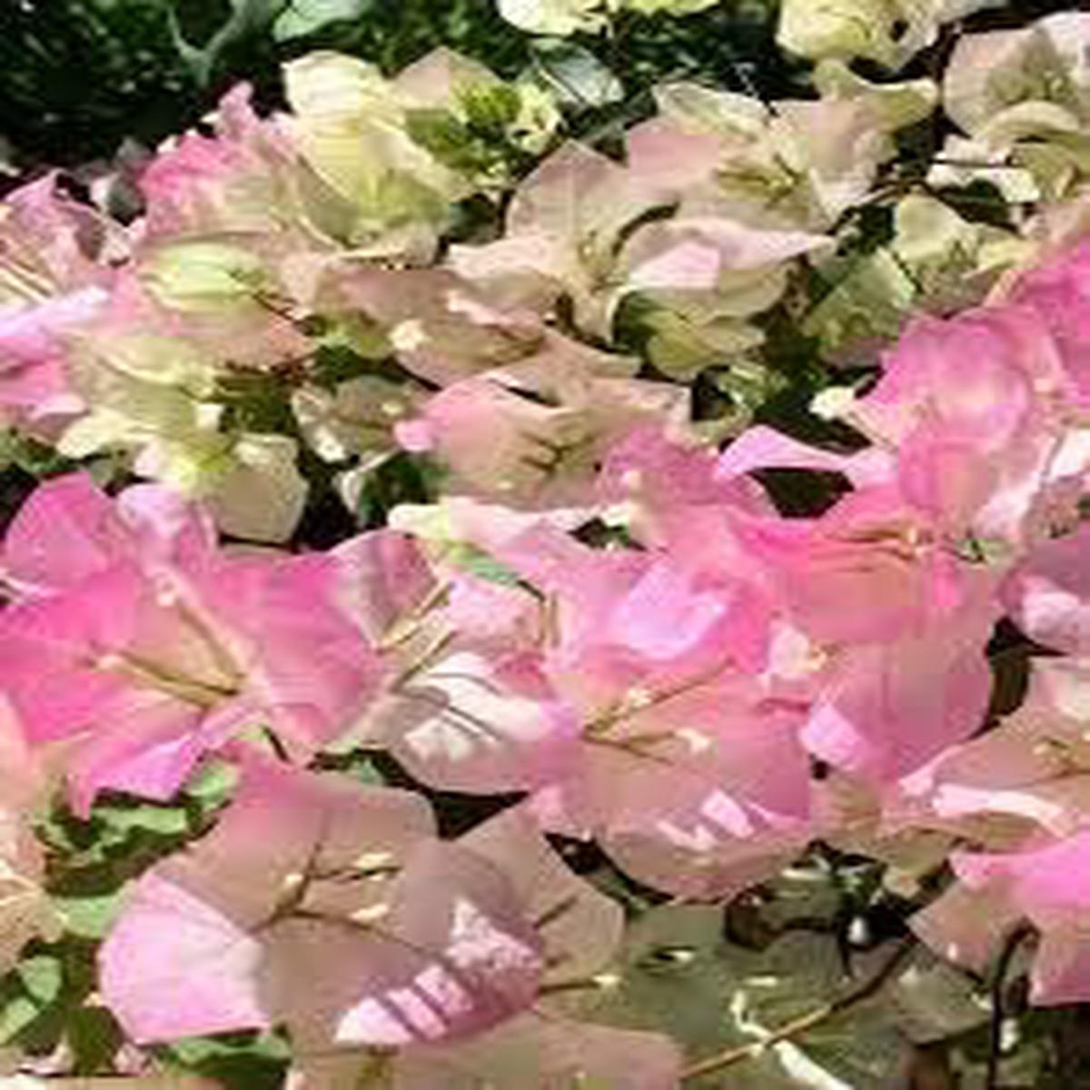 White Rose & Dahlia Heirloom Non-GMO Seeds for Planting High Germination Organic Garden Seeds